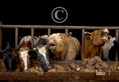 Cattle Feeding DM0288